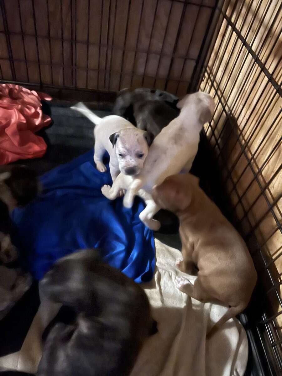 Pit bull puppies image 1