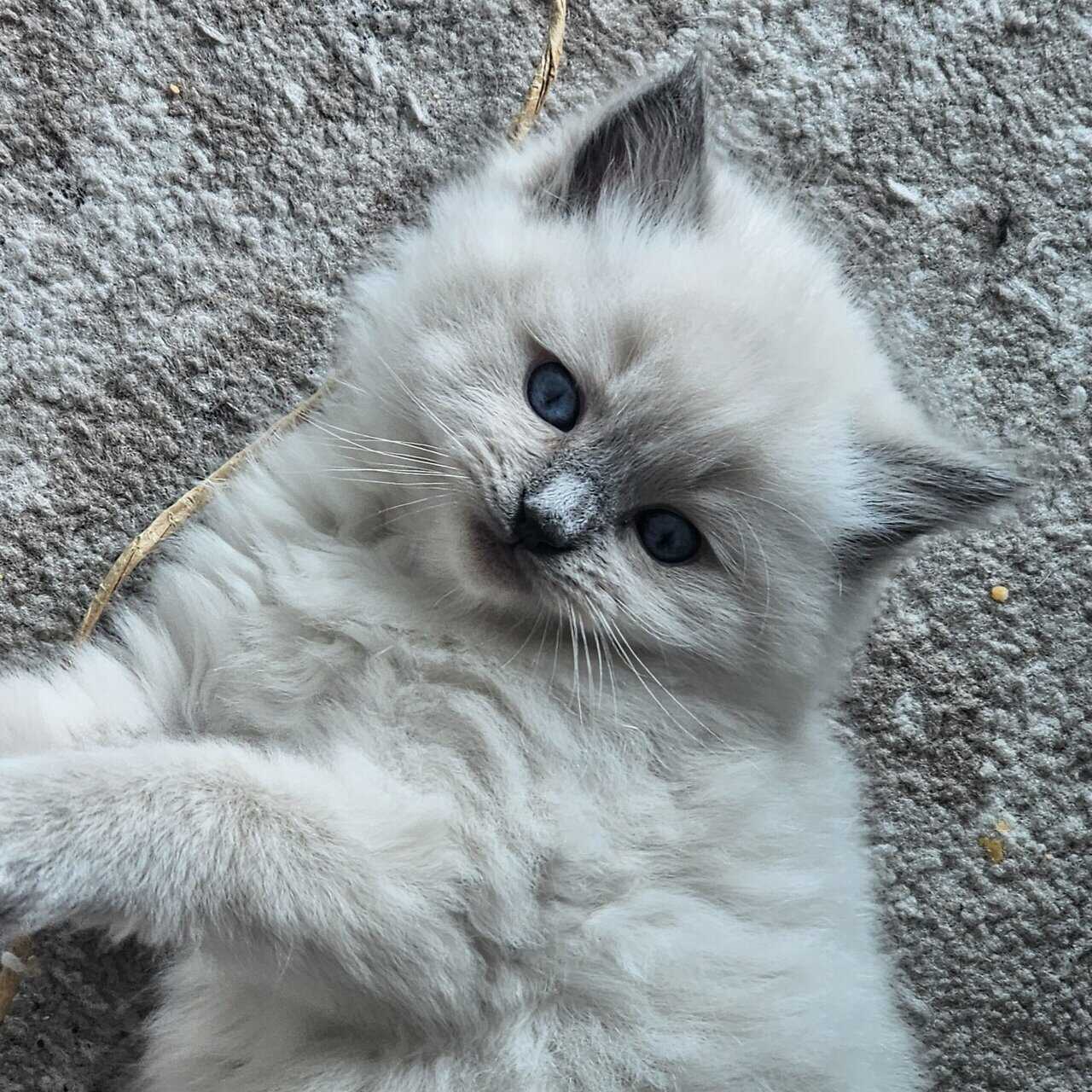 Ragdoll Kittens image 3