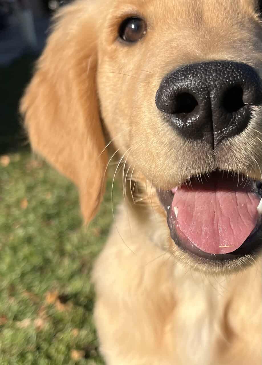 AKC Trained Golden Retriever image 8