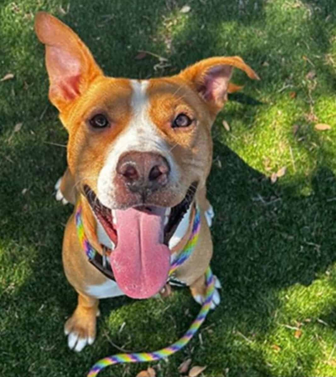 2yr Old Pit Mix Rescue Boy Needs Home image 2