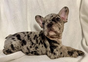 Male Merle French Bulldog