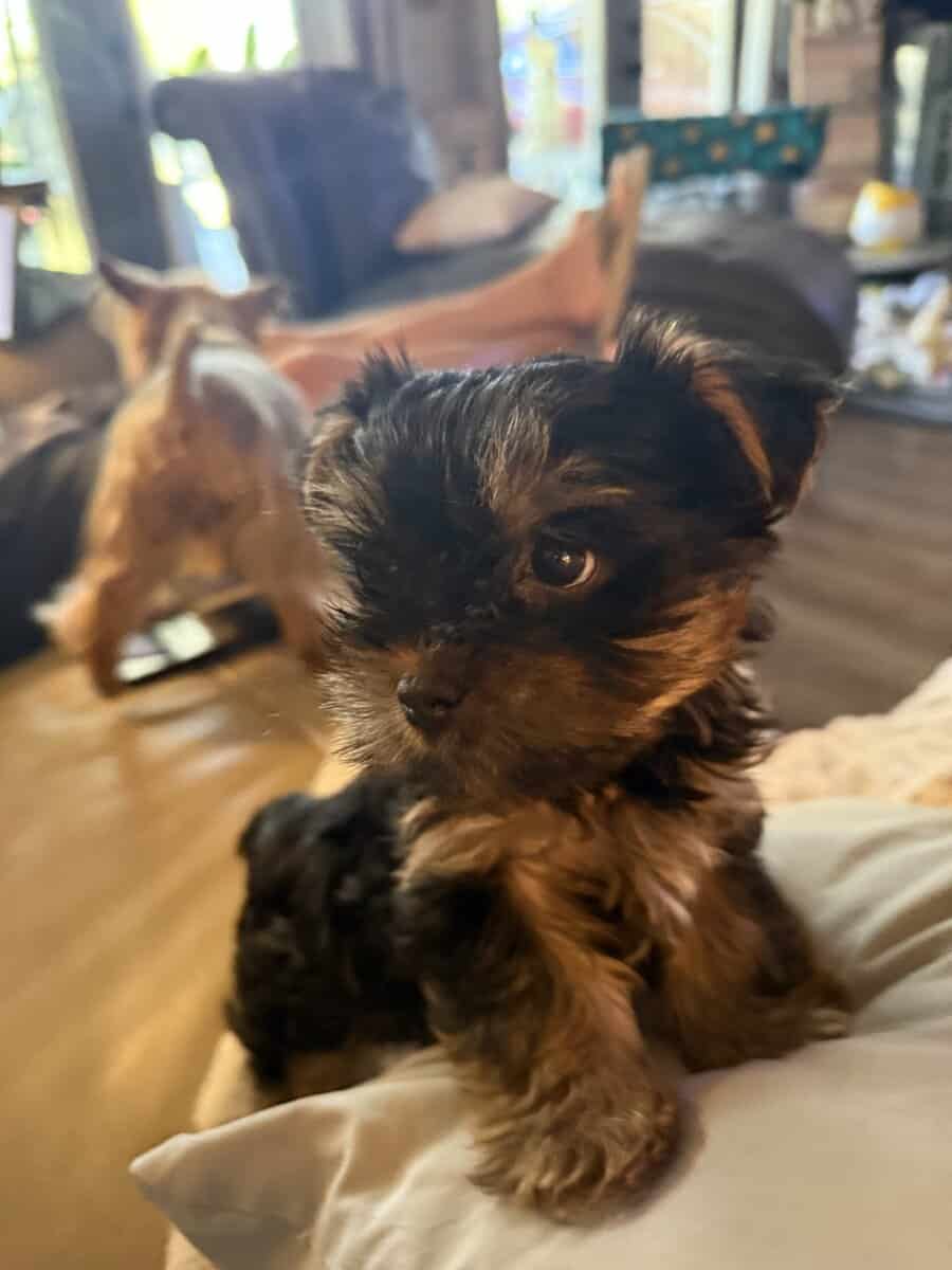 Yorkie puppy male image 1