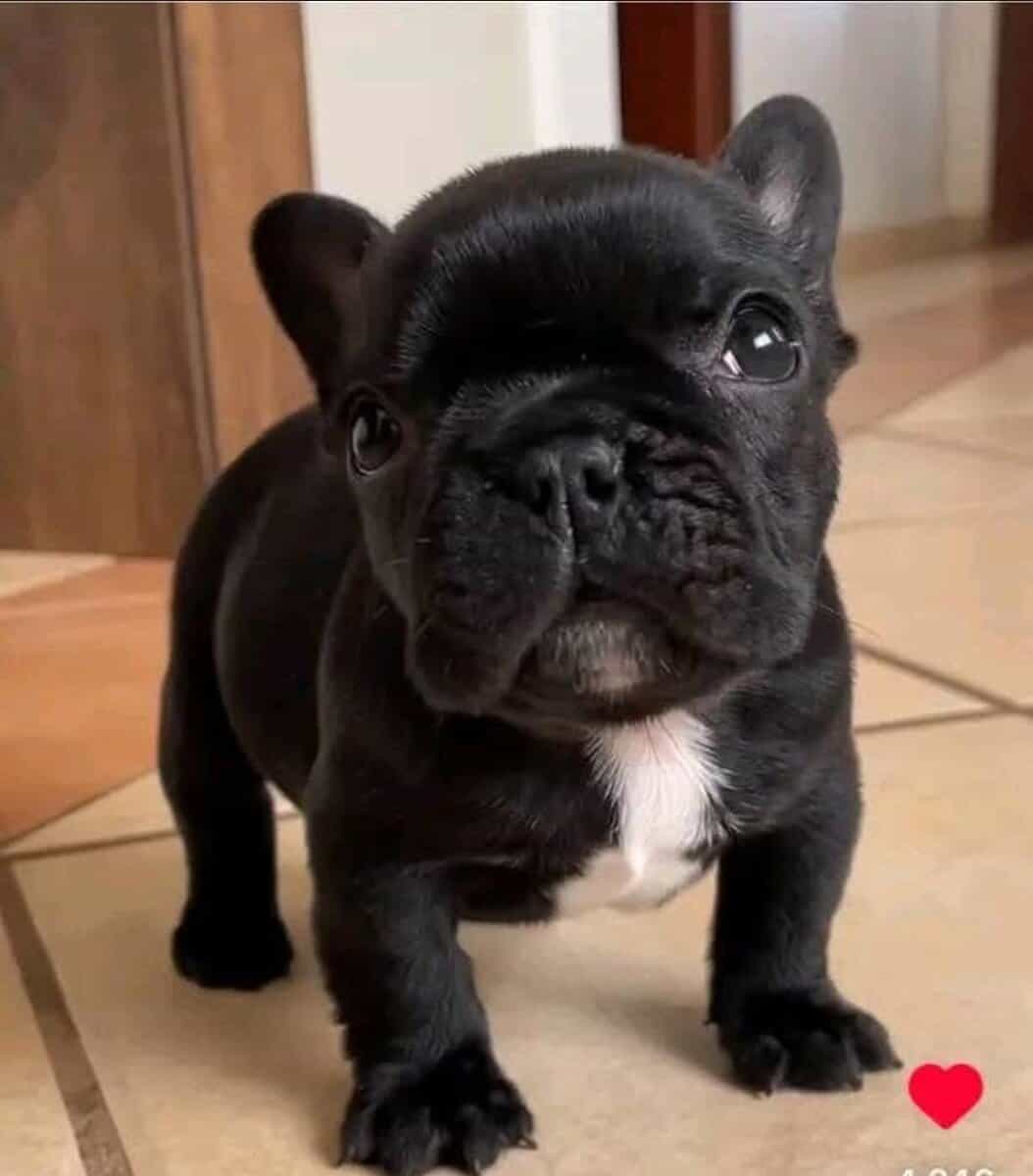 French Bulldogs pups image 6