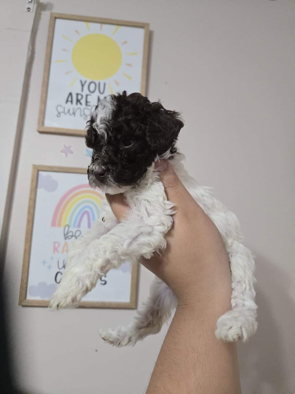 Mini Goldendoodle image 2