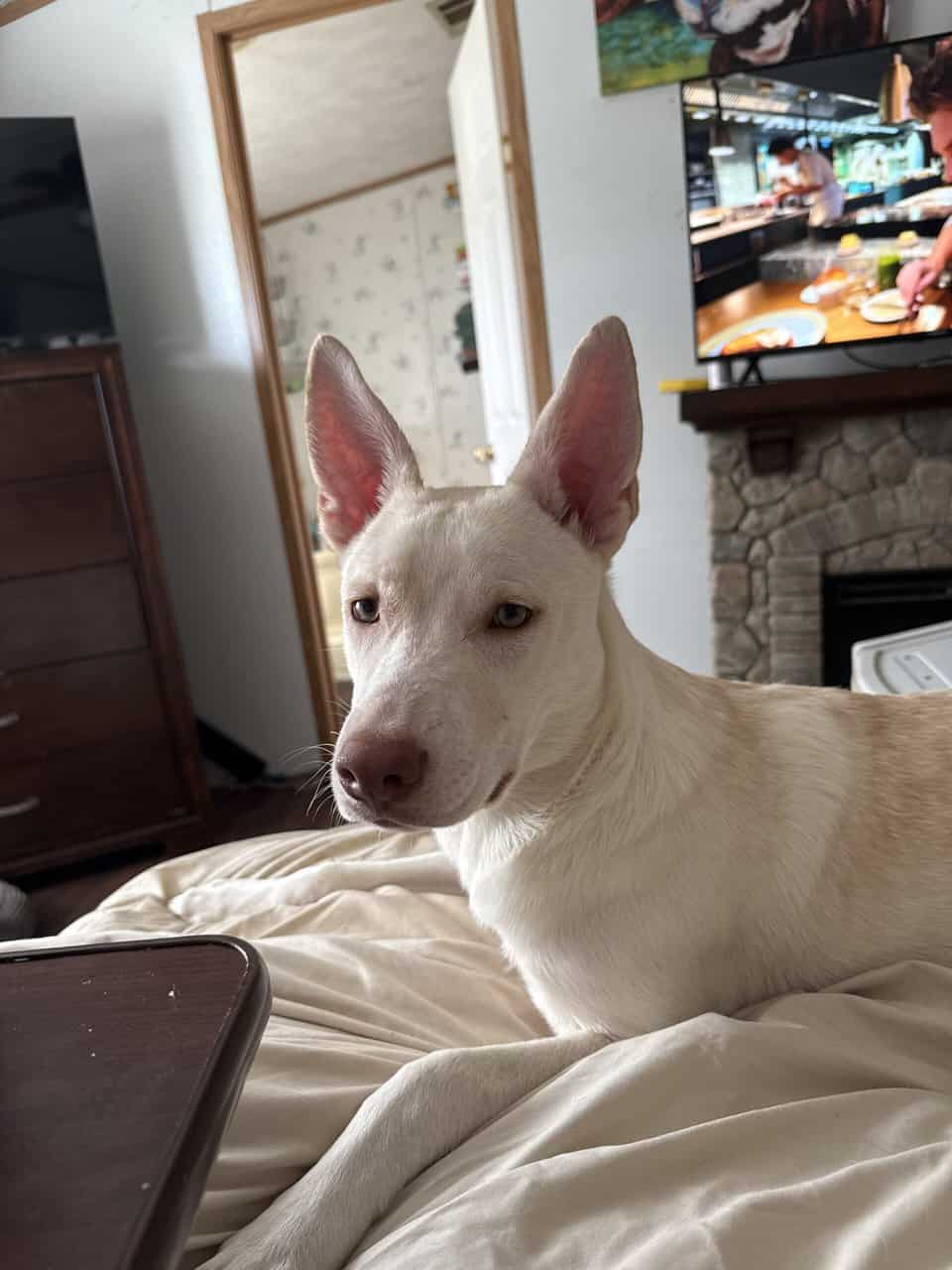 6 mo. old female husky mix image 1