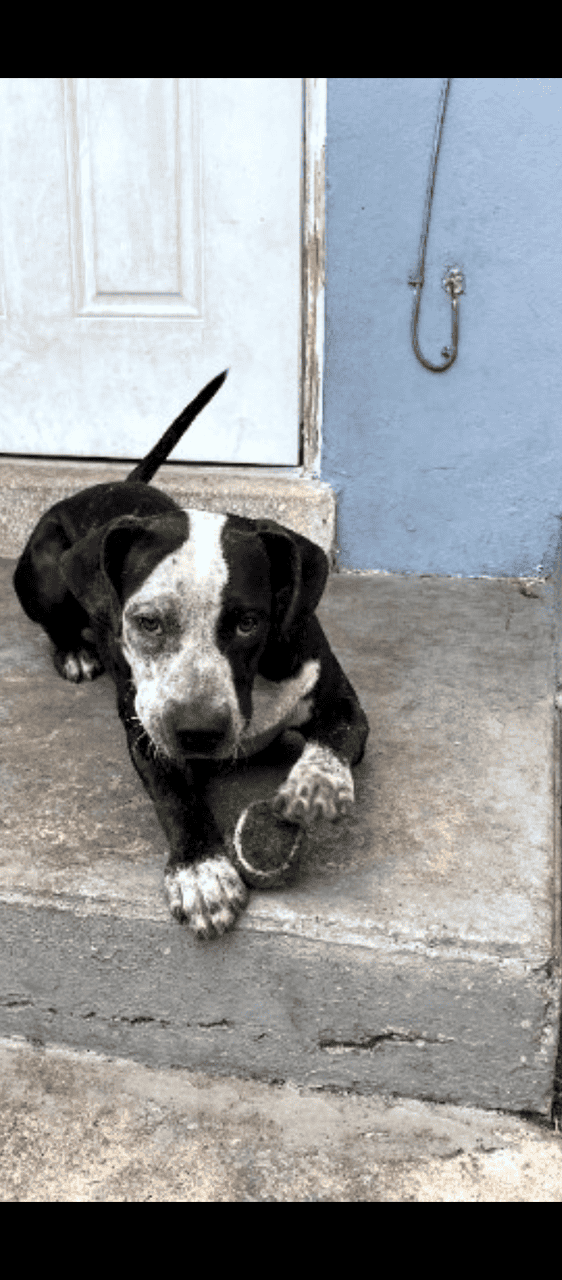 Sweet 6 month old rescue puppies image 2