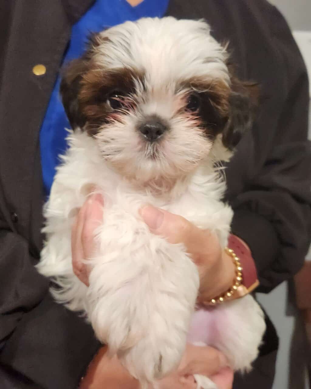Shih Tzus For Sale image 3