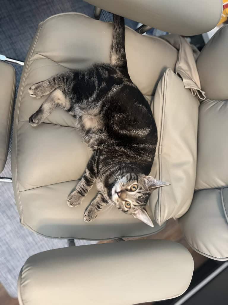 1 year old cat looking for a new home! image 3