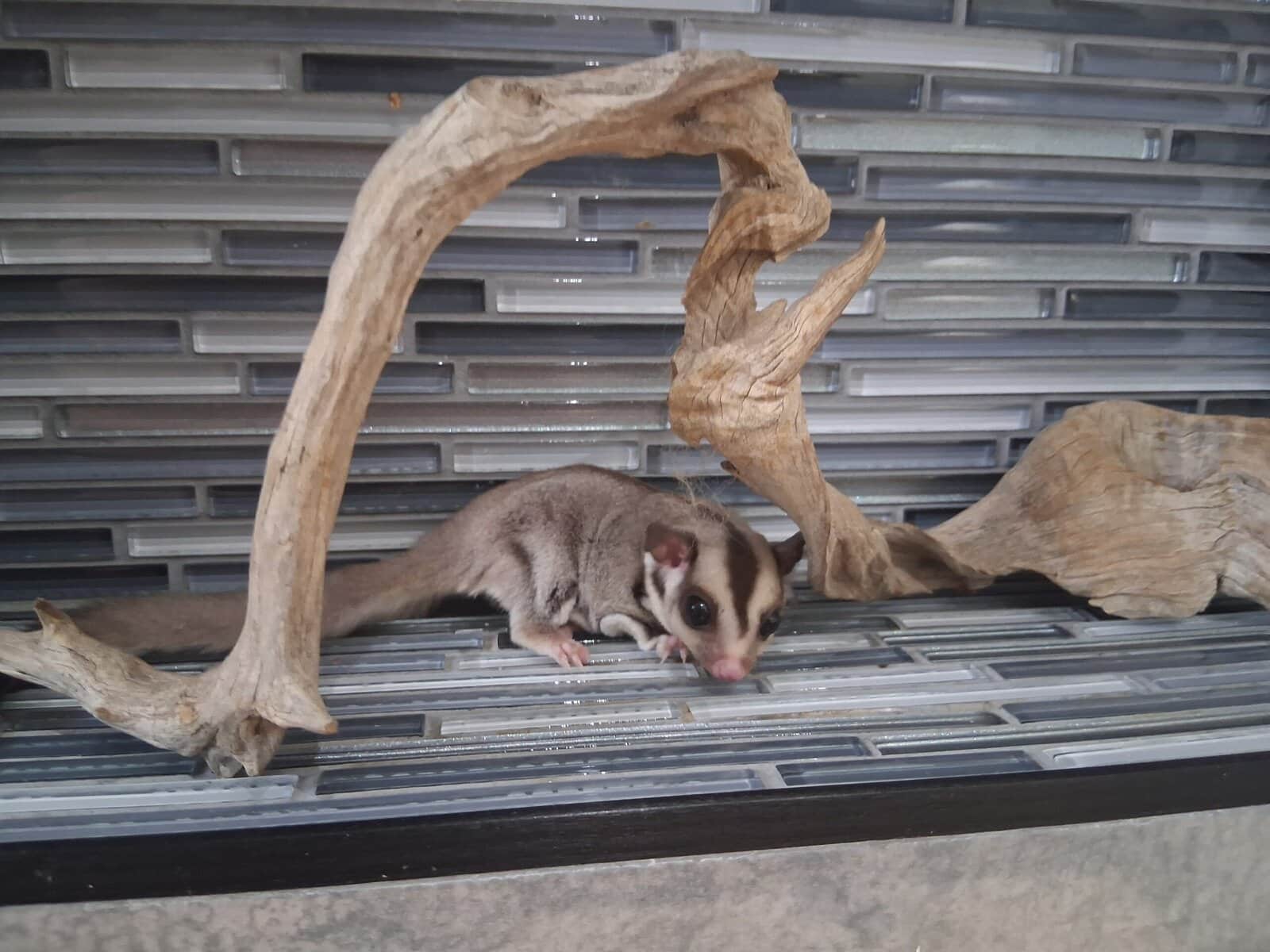 Sugar Glider Joeys image 2