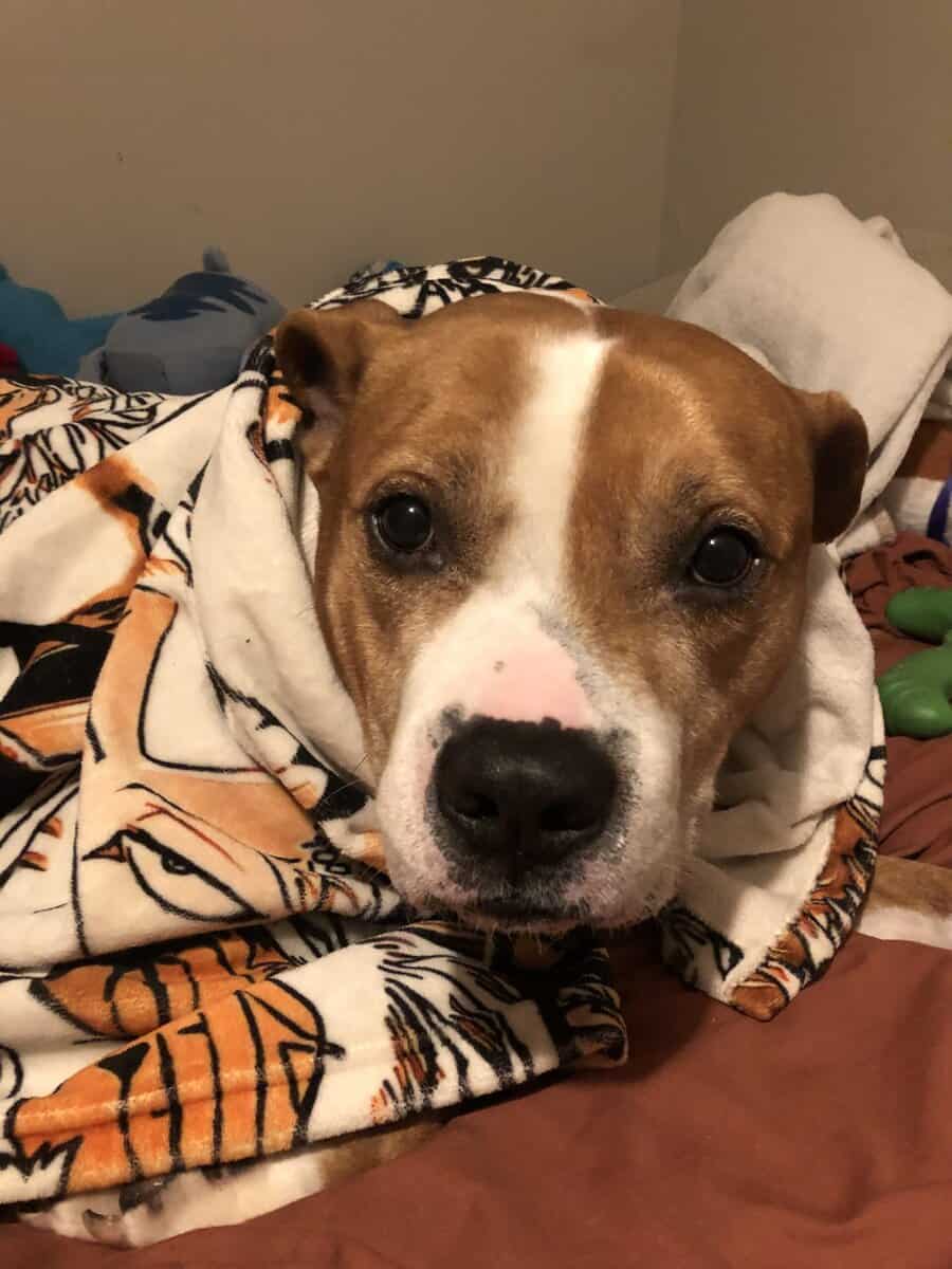 Ace is looking for a new home. image 1