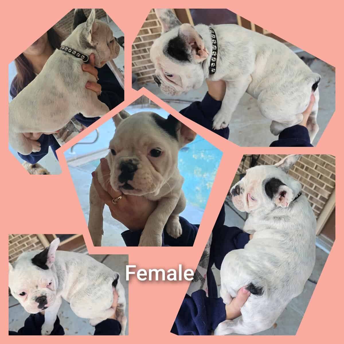 French bulldog puppies Ozark, AL image 3