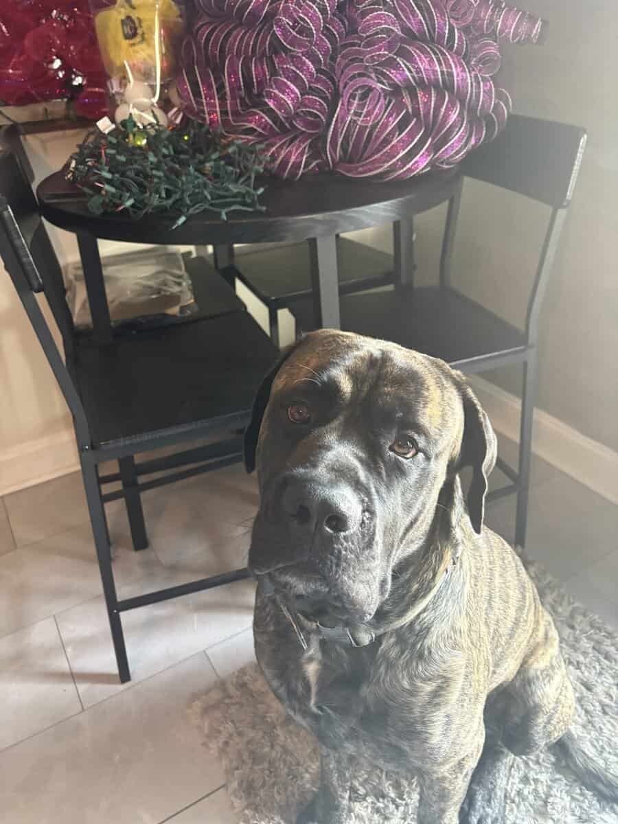 Mastiff Puppies image 4