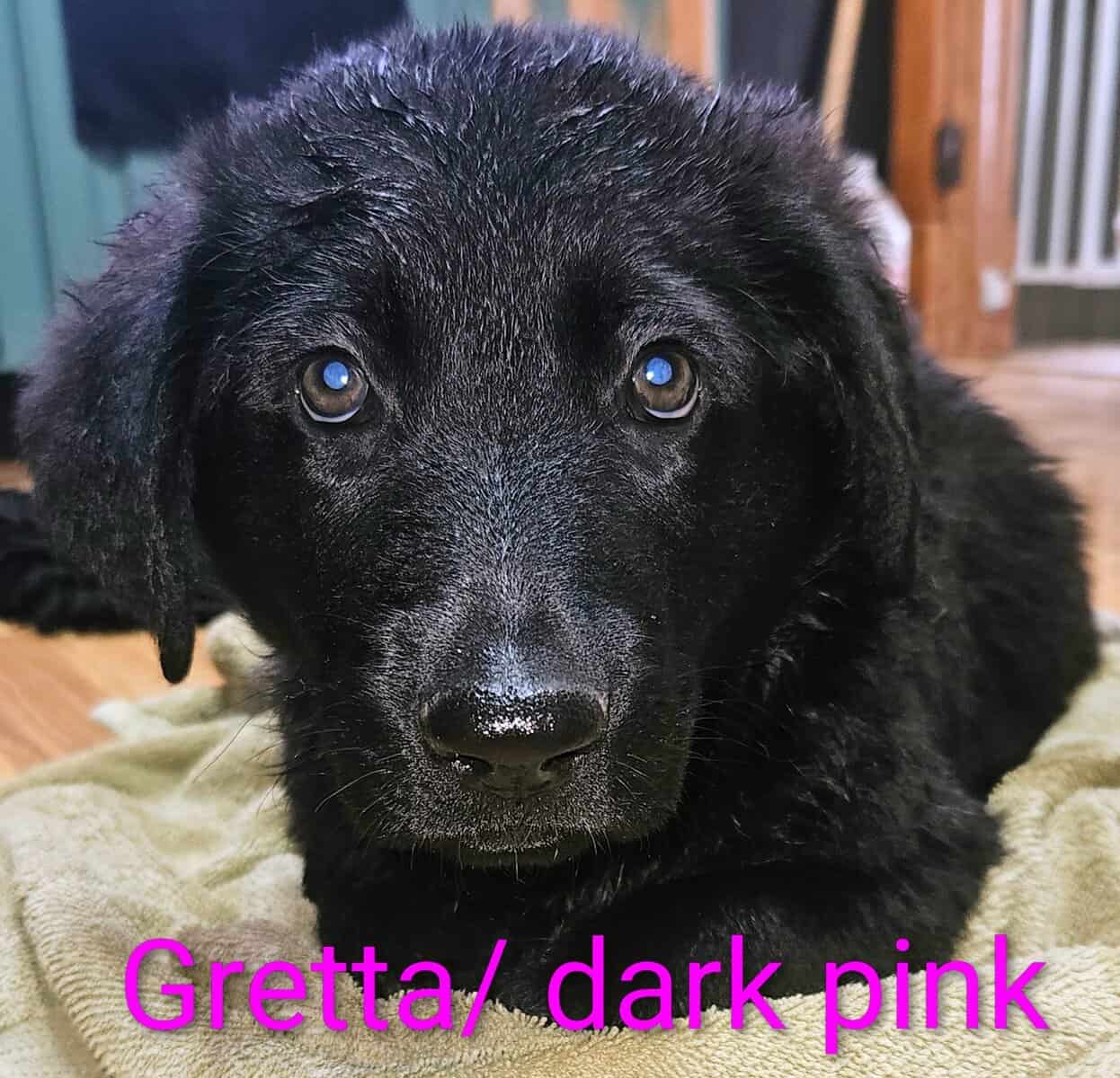 GSD-GOODLEDOODLE image 6