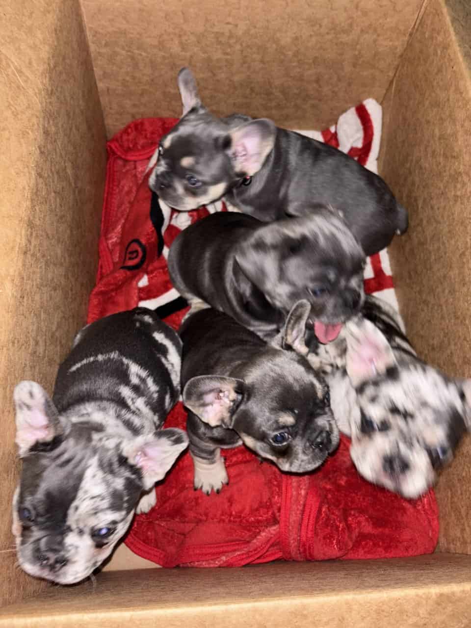 Akc French Bulldog (best pricing !) image 9