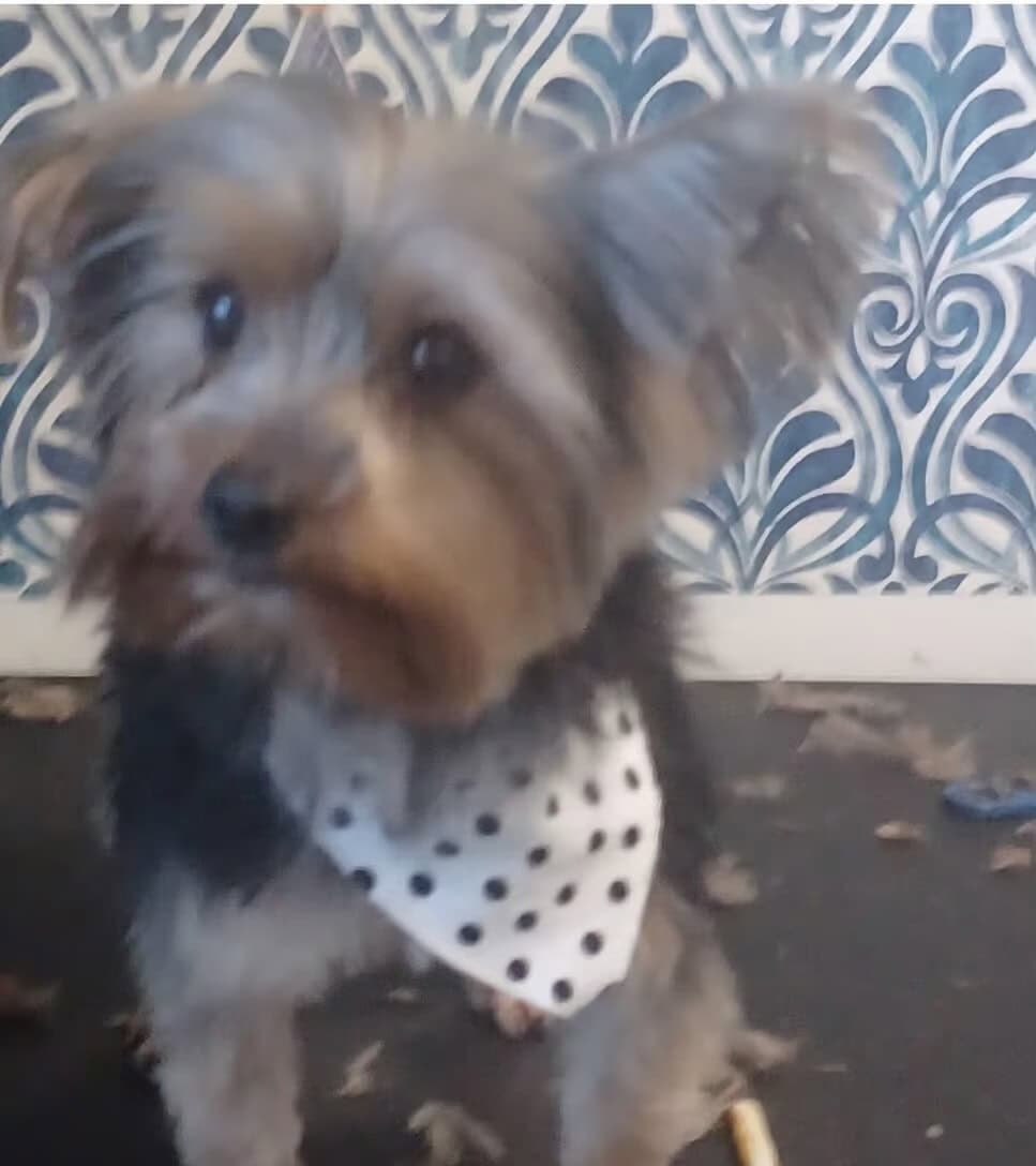 Male Yorkie image 1