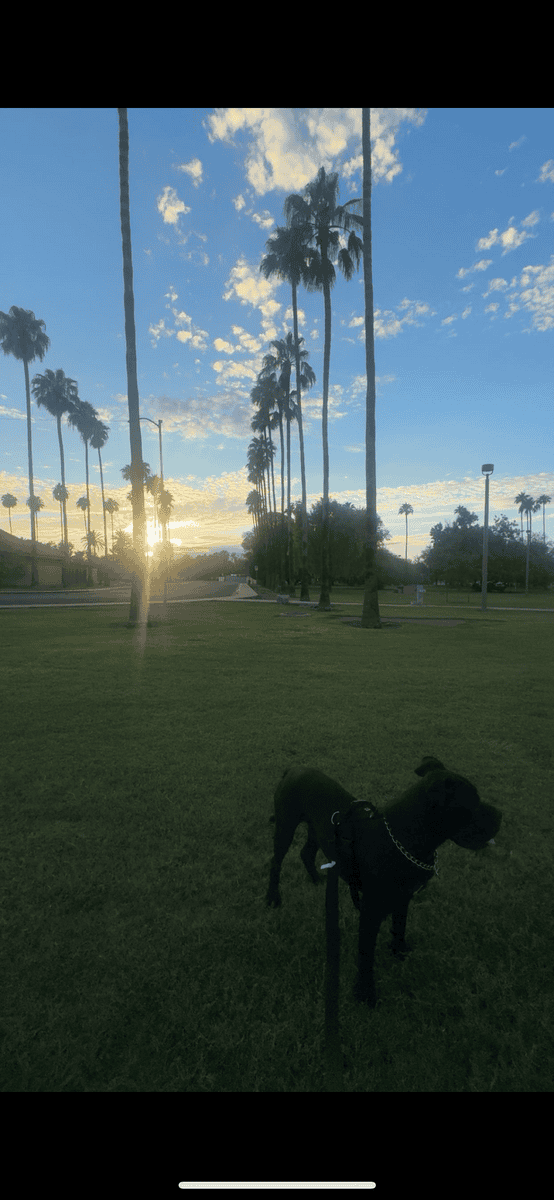 3 year old pitbull mastiff ( super sweet boy ) image 3