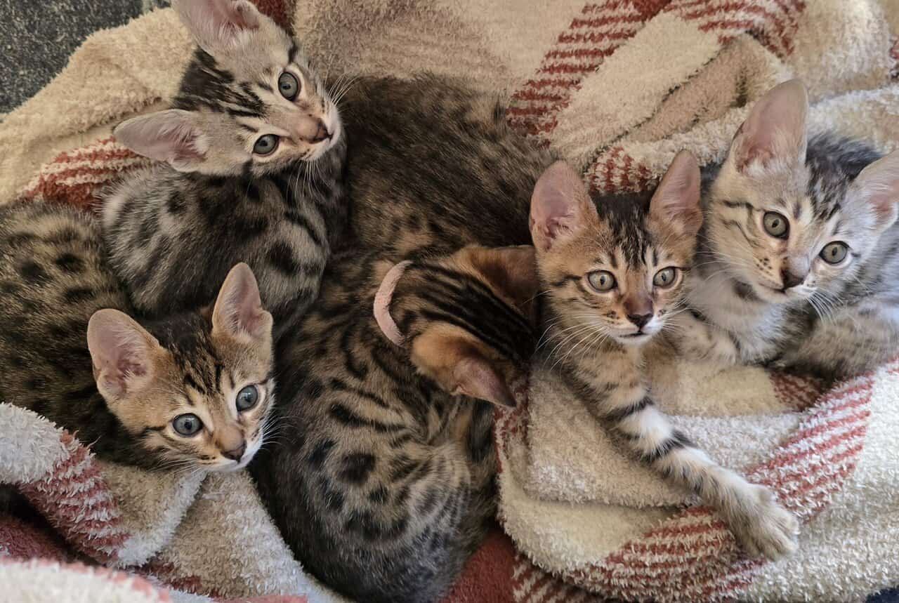 Savannah bengal kittens image 1