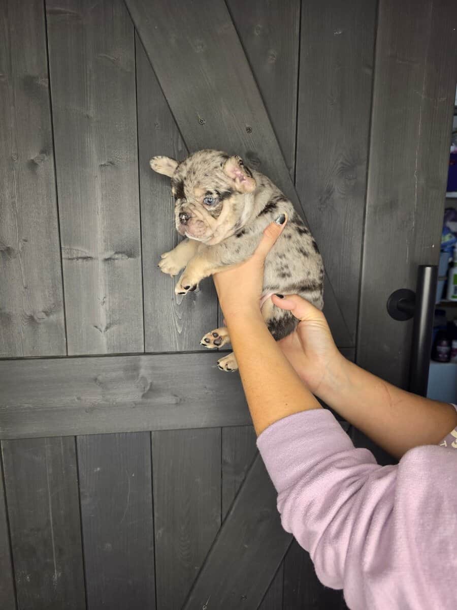 Akc frenchies image 8
