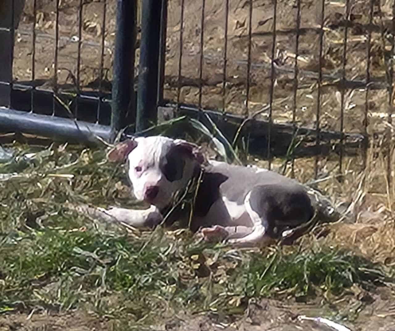 Male American Bully image 1