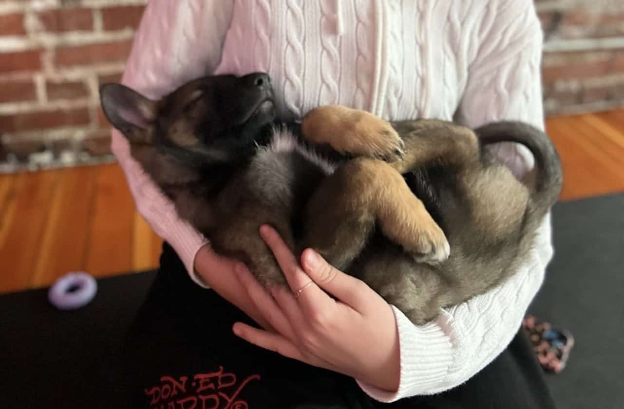 German Shepherd image 5