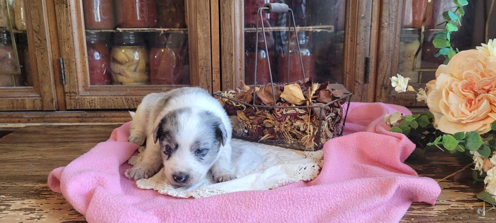 Aussie Puppies image 7