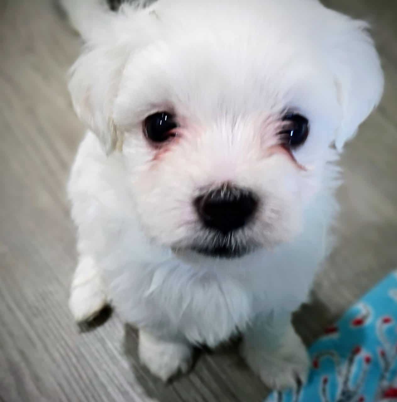 Maltese Holiday Puppies Available image 8