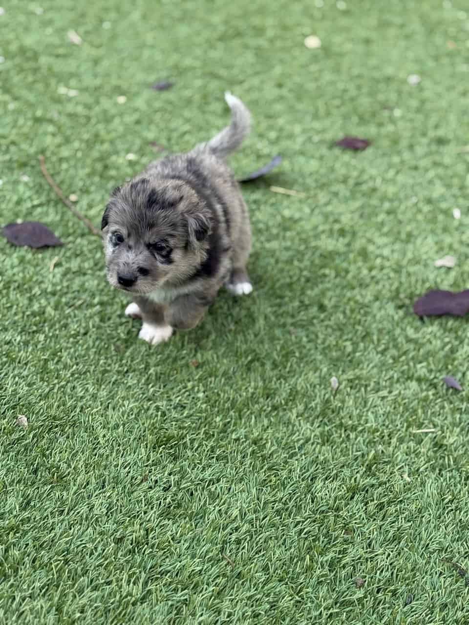Great Pyrenees × Australian Shepherd × Lab Puppies image 2