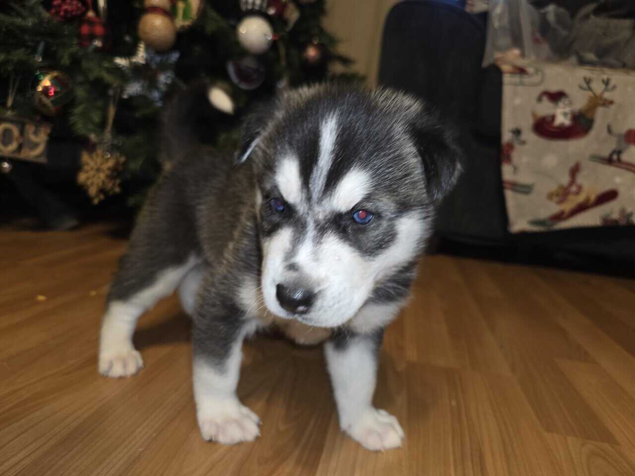 Siberian husky image 1