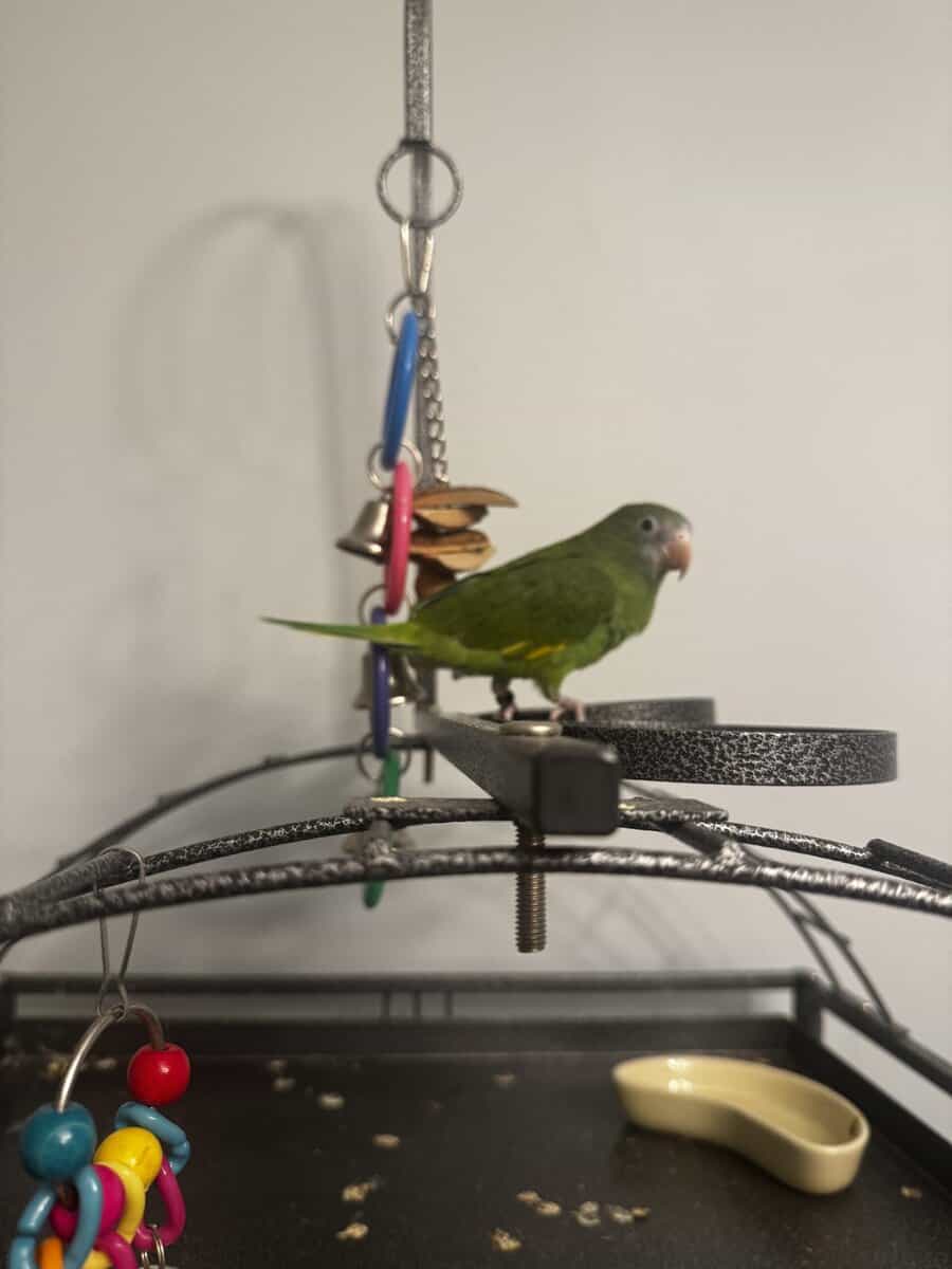 White winged parakeet image 1