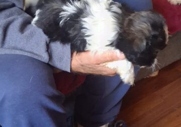 Shihtzu pups
