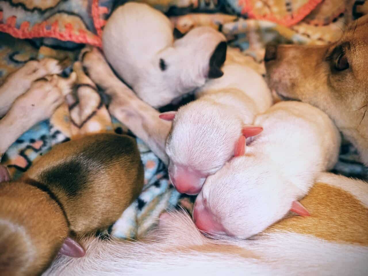 TOY Chihuahua Puppies – Ready Christmas Eve! ✨🎄 - image 9