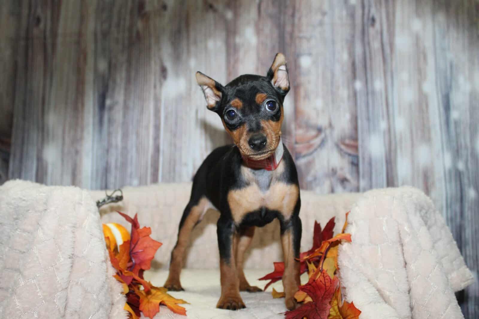 Min Pin Puppies image 1