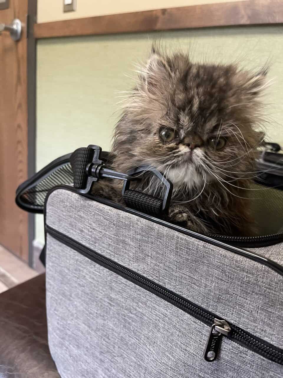 CFA purebread brown tabby persian-Female image 2