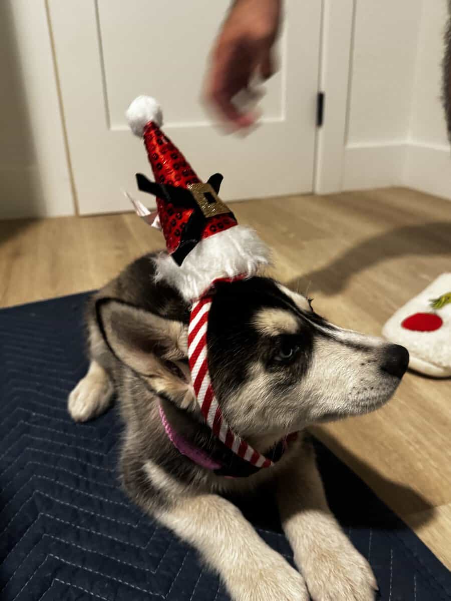 2 Full Breed Husky pups image 7