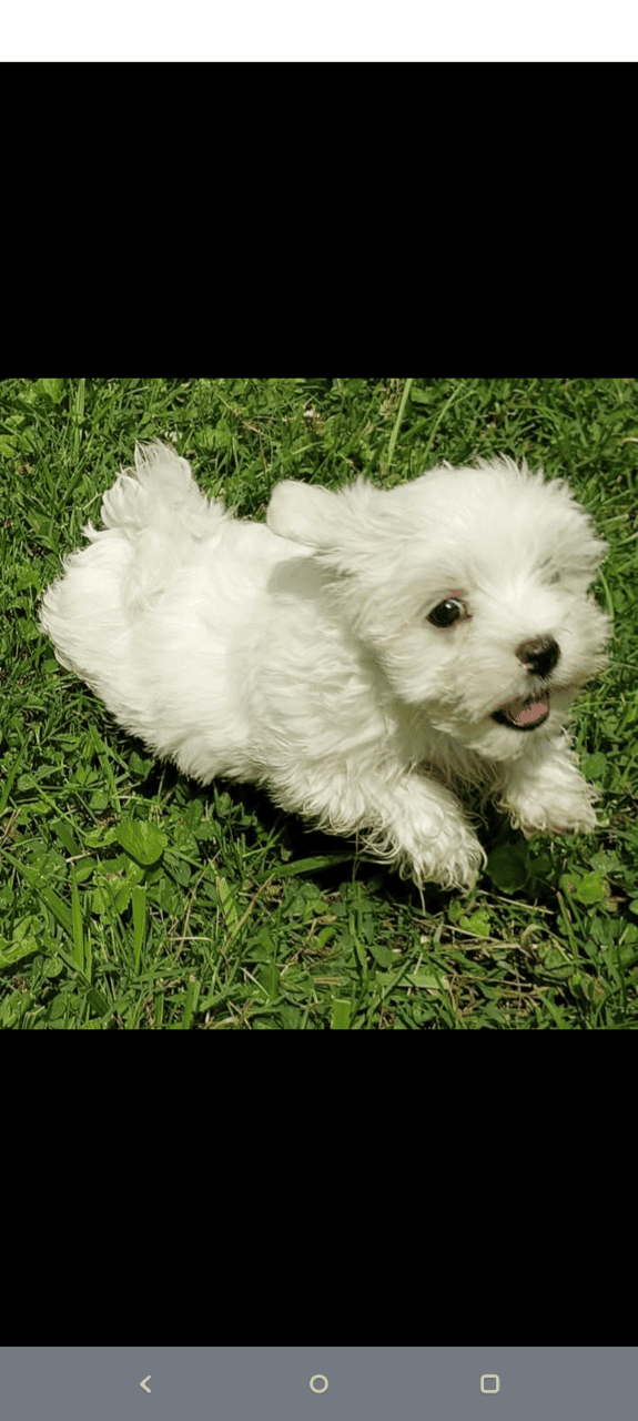Maltese Holiday Puppies Available image 1