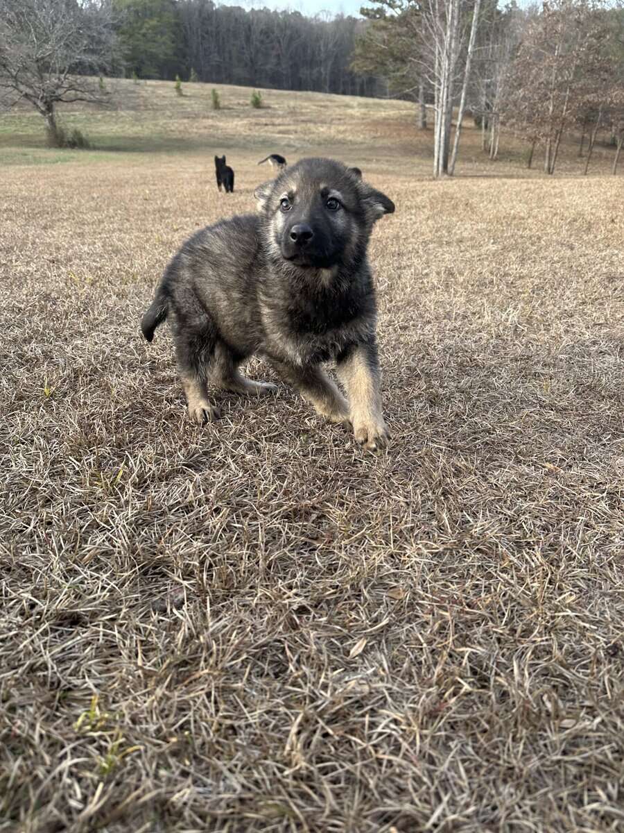 Still available - Purebred German Shepherd Puppies image 15