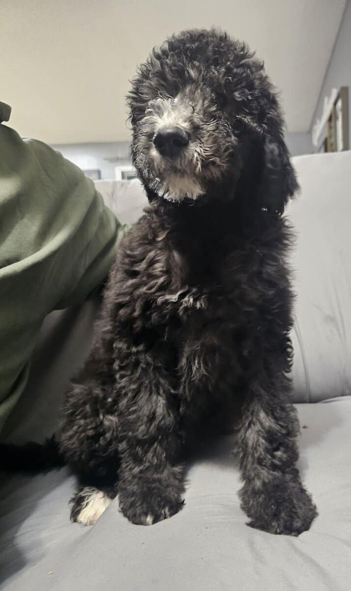 DOUBLE DOODLES image 8