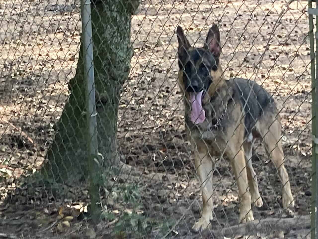 GSD Christmas puppies! image 2