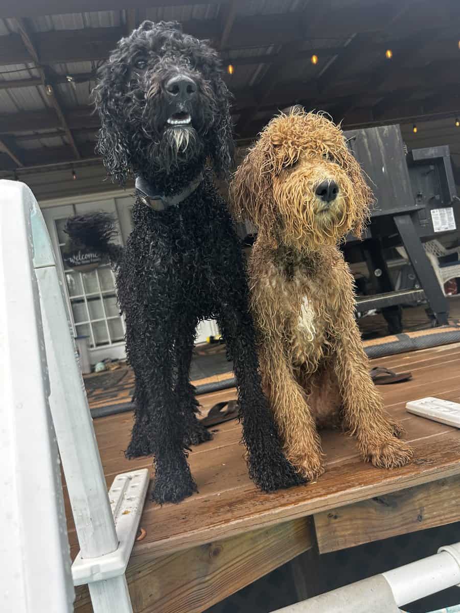 Brother and sister doodles image 2