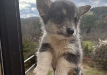 Male Pembroke Welsh Corgis