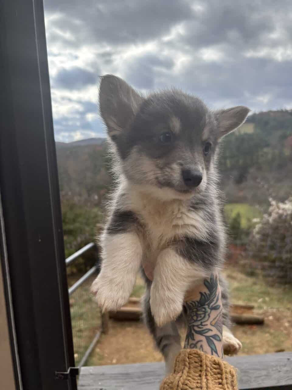 Male Pembroke Welsh Corgis image 1