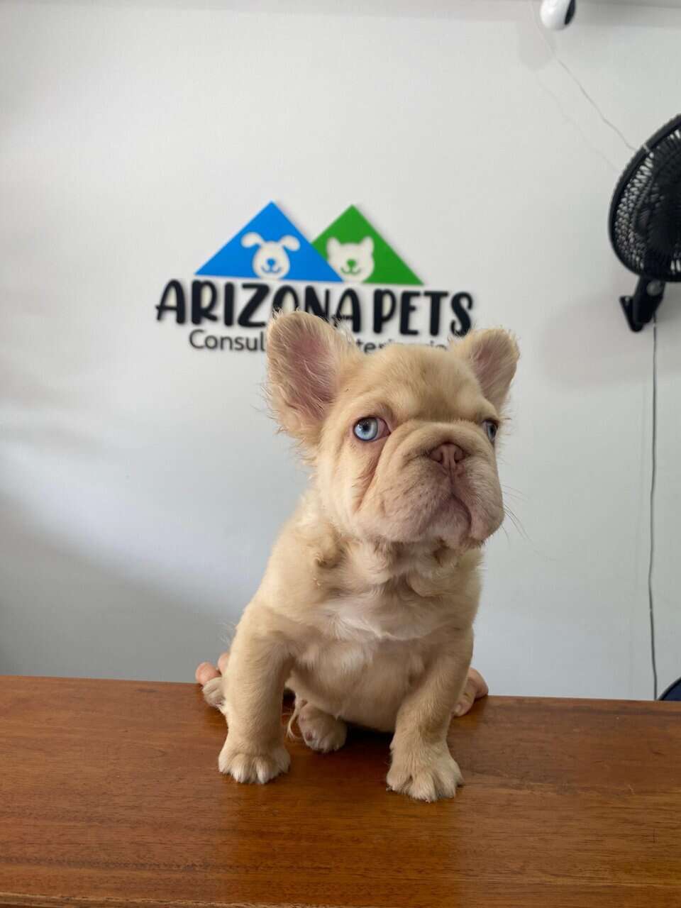 French Bulldogs image 1