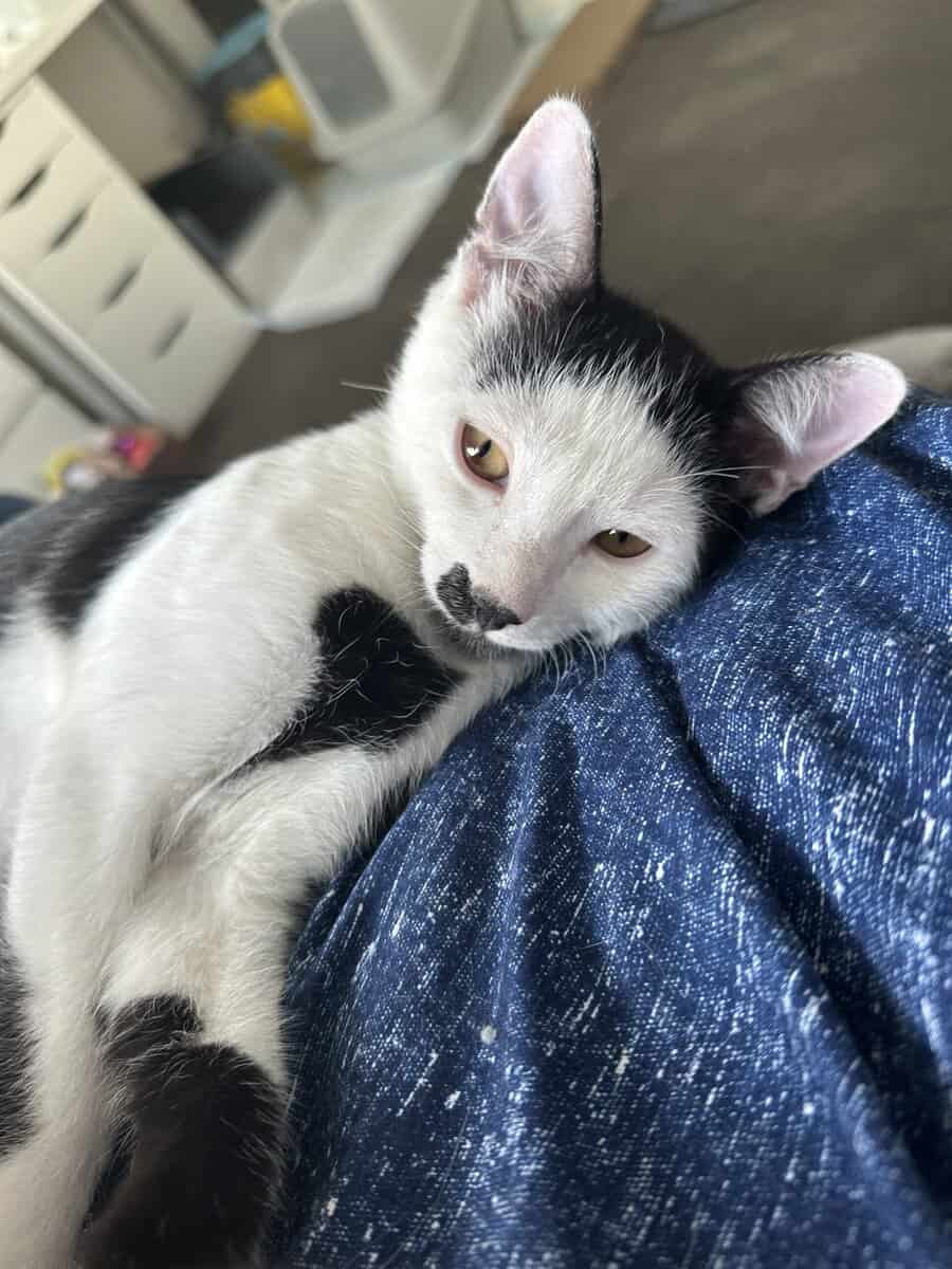Male Cat 4 Looking for Forever Home image 3