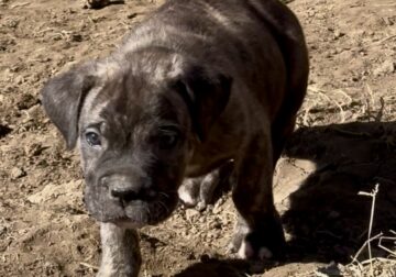 Black Collar Brindle