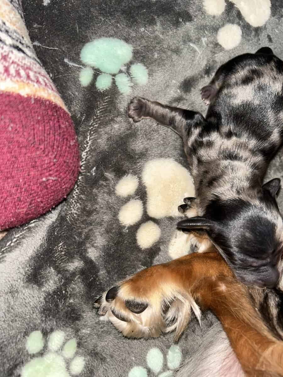 Miniature long haired Dachshund image 2