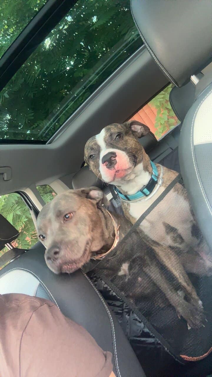 Pitbull Puppies image 5