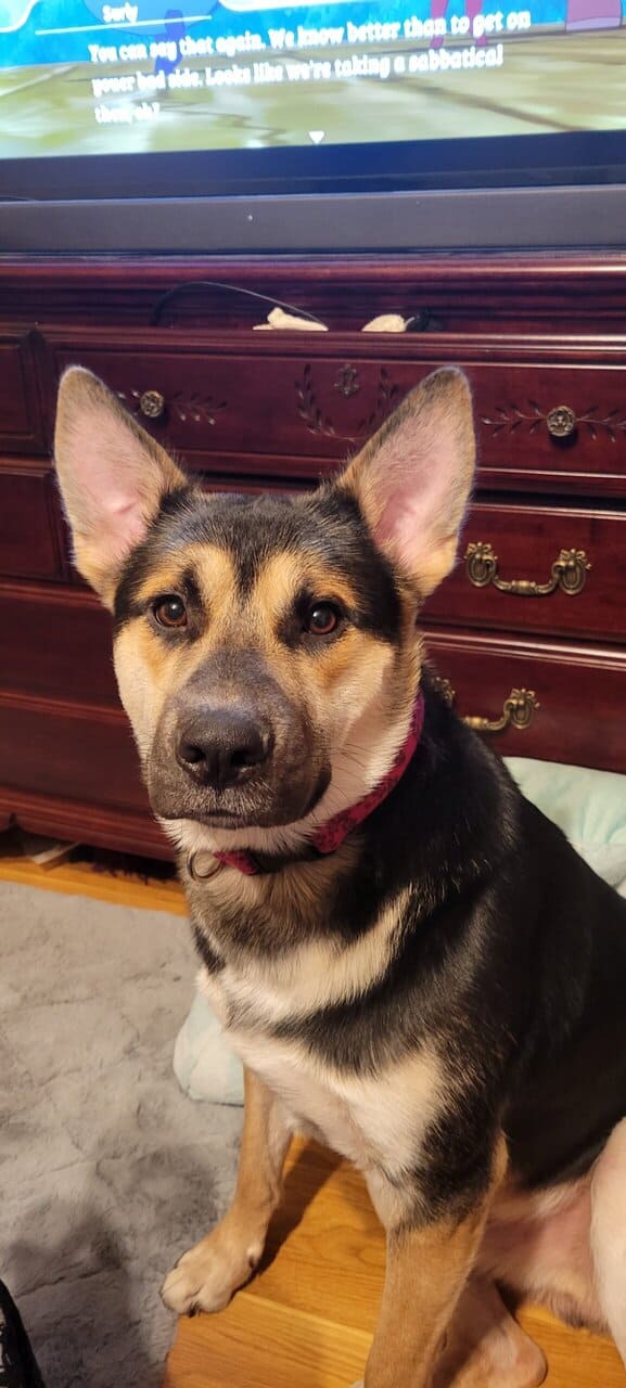 Rehoming Sweet German Shepherd Mix image 1