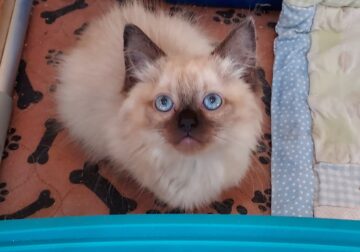 Ragdoll Male Seal Mink