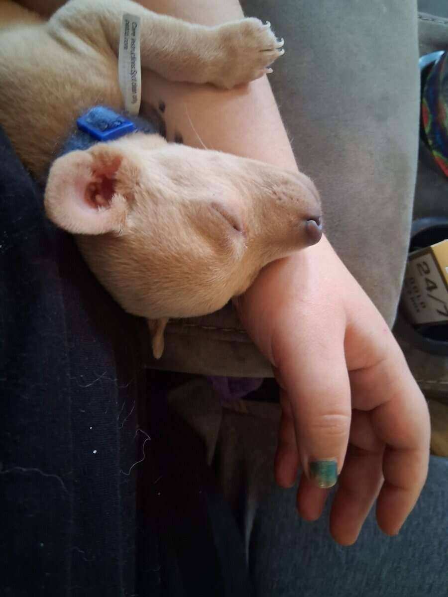 Puppy image 1