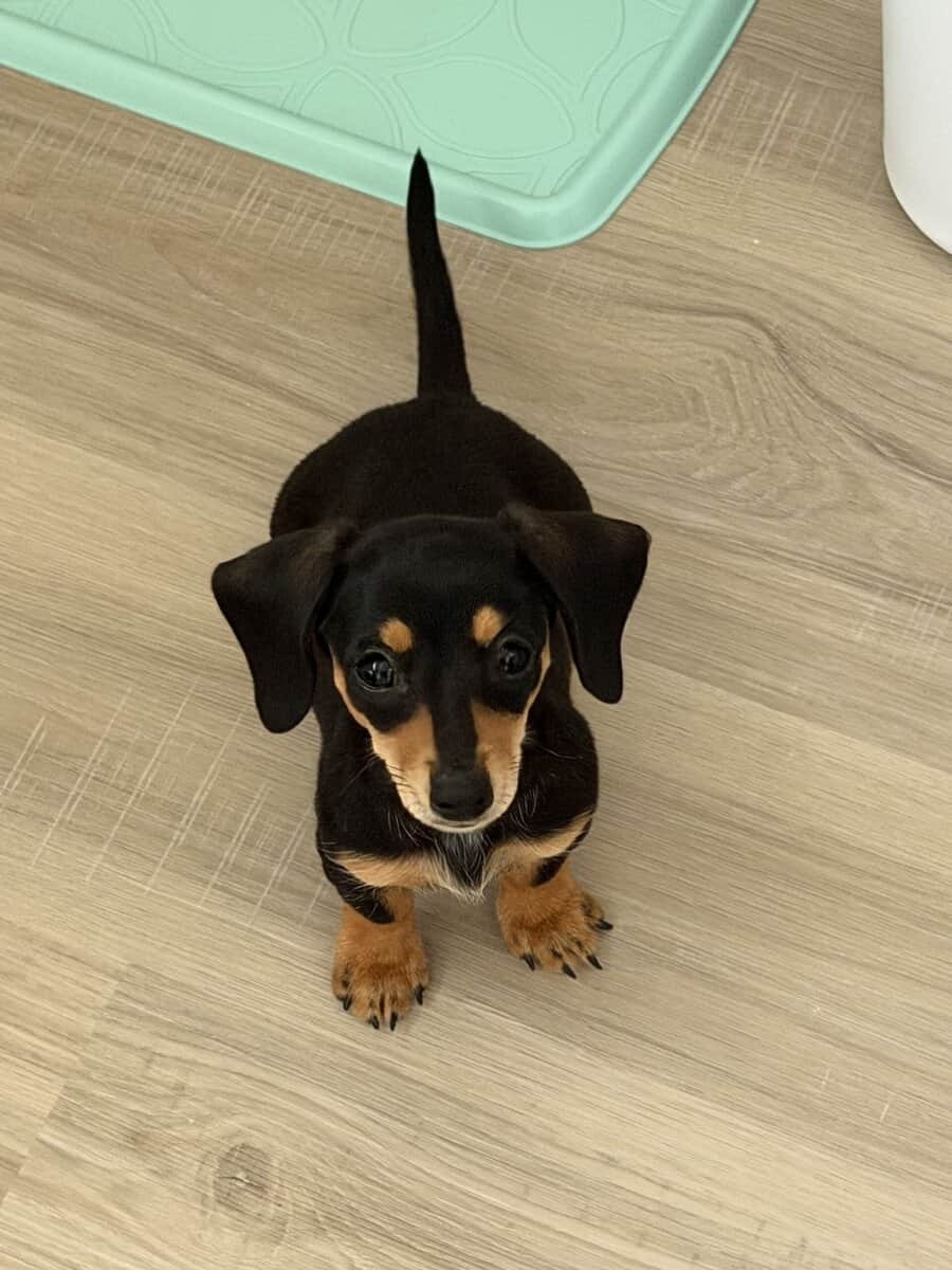 Mini Dachshund image 2